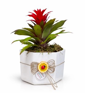 tuzla çiçekçi en hızlı online